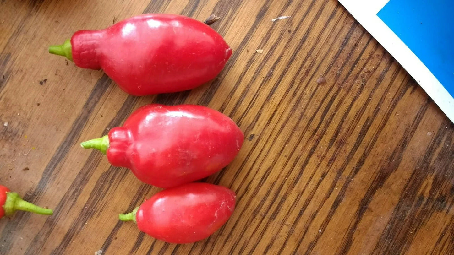 Red Teardrop Manzano – Garden Vegetable Seeds