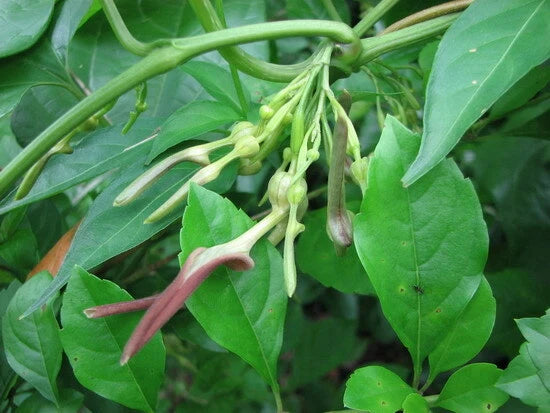 Aristolochia Tagala Vine Indian Birthwort Dutchman's Pipe From Usa – Climbing Flower Seeds