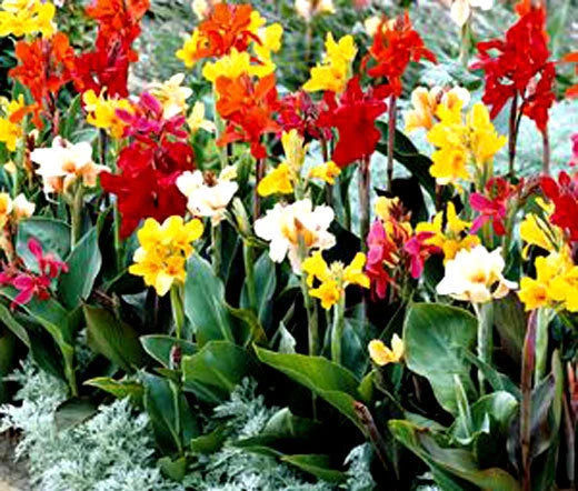 Canna Canna Indica Hybrids – Mixed Color Flower Seeds