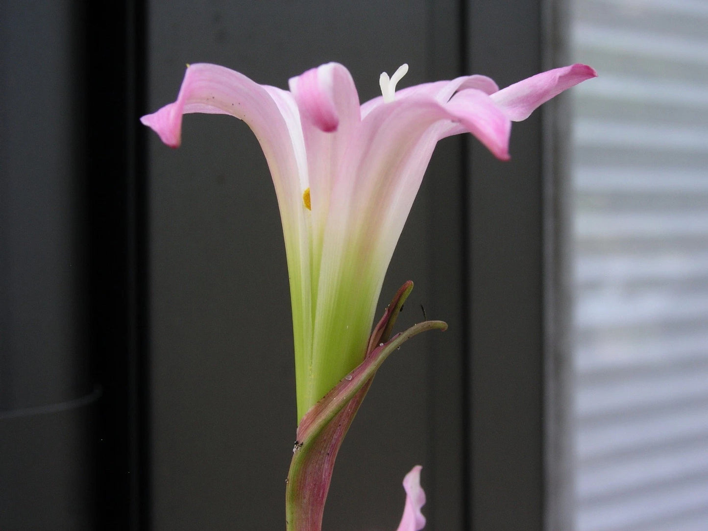 Zephyranthes Tubispatha – Rain Lily Flowering Bulb