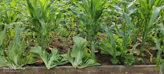 Chinese Mustard Green Cải Tiều Xại – Vegetable Garden Seeds