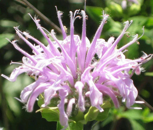Wild Bergamot Bee Balm Monarda Fistulosa – Pollinator Friendly Flower Seeds