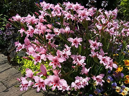 Gladiolus Carneus – Flower Seeds