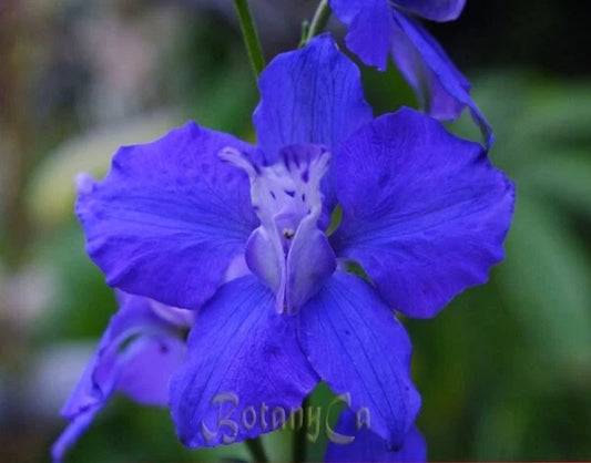 Delphinium Ajacis – Blue Pink White Perennial Flower Seeds