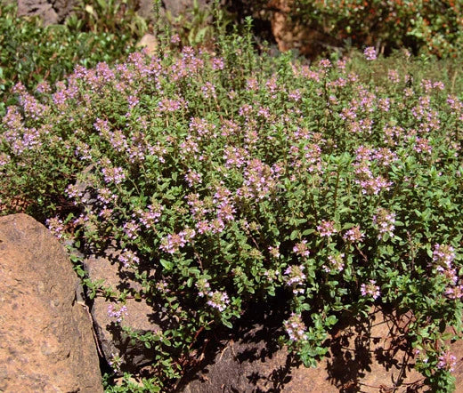 Creeping Thyme Thymus Serpyllum – Hardy Ground Cover Seeds