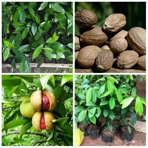 Graftedd Nutmeg Pala Myristica Fragrans Myristicaceae Tree – Flower – Product Image