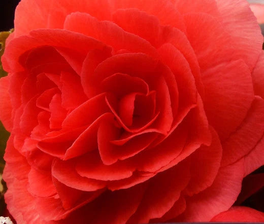 Begonia Tuberous Double Red Begonia Tuberosa – Colorful Garden Flower Seeds
