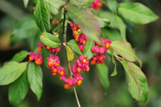 Spindle Tree For Planting Euonymus Latifolius – Flower Seeds Perennial
