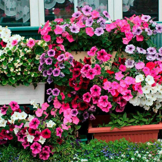 Petunia Mix Color – Easy to Grow Garden Flower Seeds