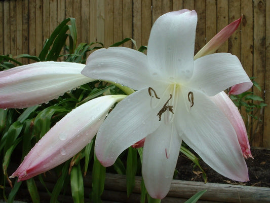 Crinum Lily Mrs James Hendry Medium-Size Bulb Rare