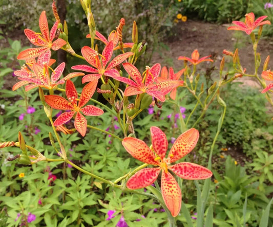 Blackberry Lily Iris Domestica – Leopard Flower Perennial Seeds
