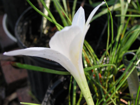 Rain Lily Zephyranthes Antarcticia New Habranthus - Flower Seeds