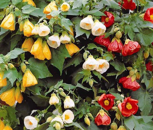 Abutilon Abutilon Hybridum – Bellevue Mixed Color Flower Seeds