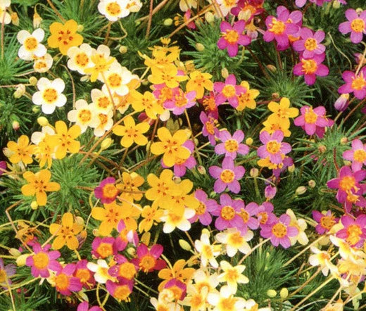 Leptosiphon Leptosiphon Hybrid – French Hybrid Mixed Color Flower Seeds