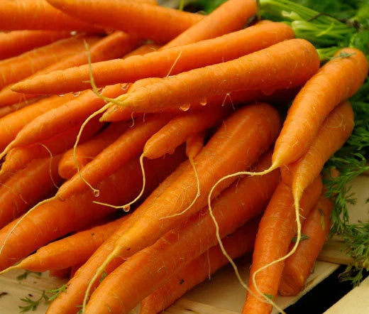 Carrot Denvers Daucus Carota – Vegetable Garden Seeds