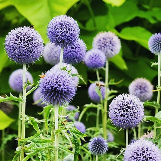 Globe Thistle Blue Ornamental Flower Seeds