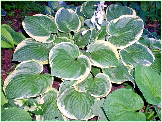 Christmas Tree Hosta – Perennial Shade Tolerant Garden Flower Seeds