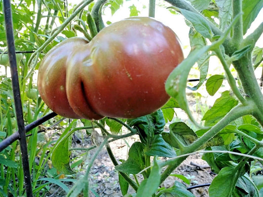 Black from Tula Tomato – Heirloom Vegetable Garden Seeds