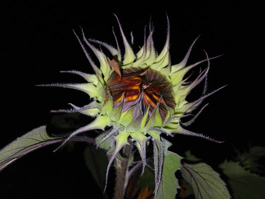 Velvet Queen Sunflower – Large Bloom Flower Seeds