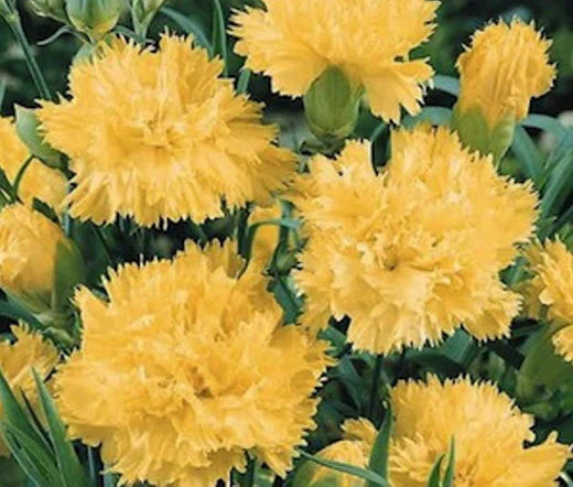 Carnation Dianthus Caryophyllus – Yellow Garden Flower Seeds