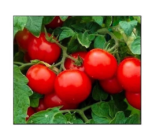 Small Red Cherry Tomato Seeds Non - Garden Vegetable Seeds