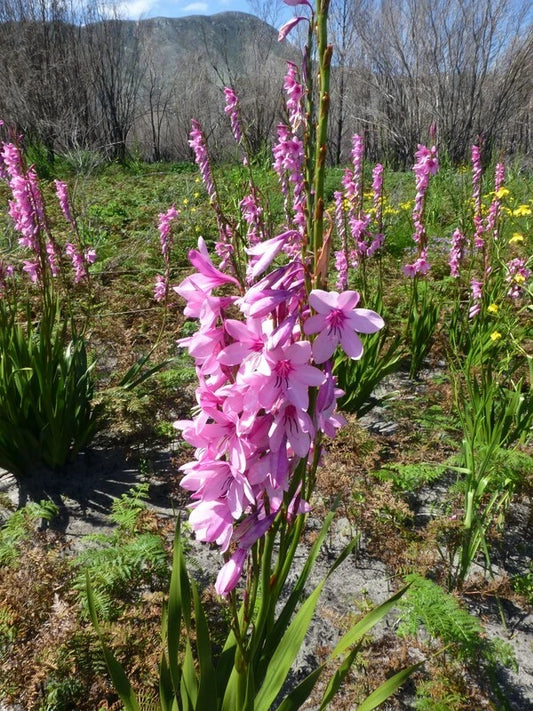 Watsonia Borbonica pink Seeds Fragrant Cape Bugle Lily Category eg, Flower Seeds