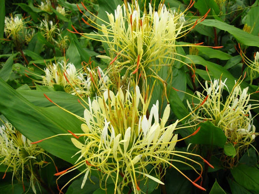 Hedychium Ellipticum – Hardy Shaving Brush Ginger Flower Seeds