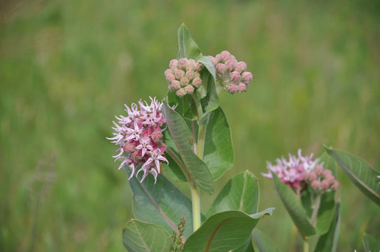 Showy Milkweed Asclepias Speciosa – Perennial Flower Seeds