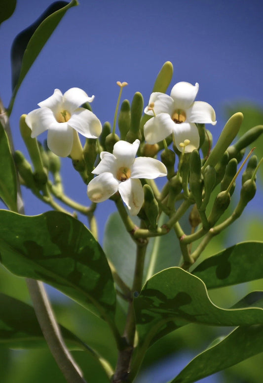 Pua Keni Keni Fagraea Berteroana – Fragrant Flower Tree Seeds