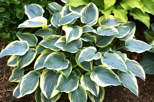 First Frost Hosta – Perennial Garden Flower Seeds