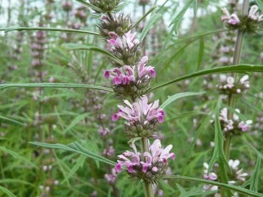 Leonurus Artemisia Flower Seeds for Planting | Premium Quality Garden Seeds