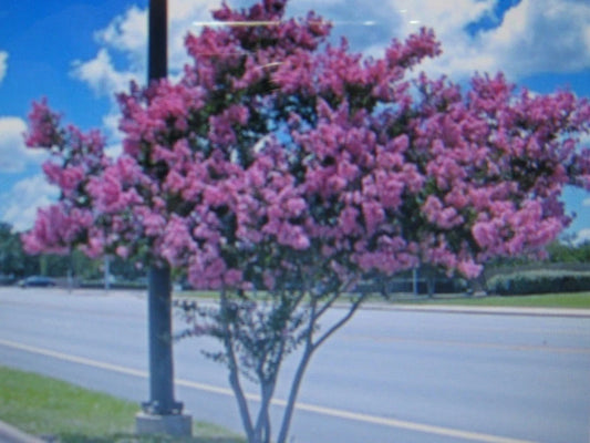 Crepe Myrtle Lagerstroemia – Showy Flowering Tree Seeds