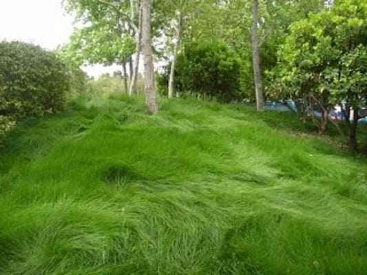 Creeping Red Fescue Seeds For Planting Festuca Rubra