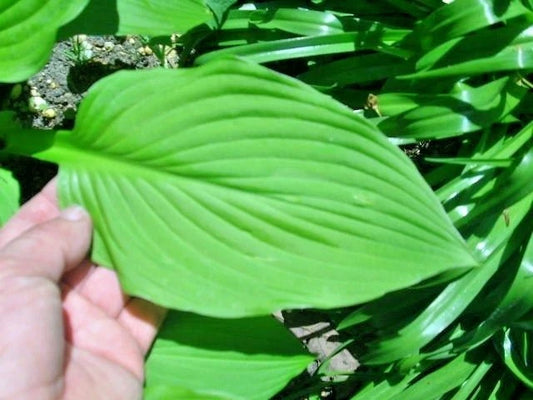 Royal Standard Hosta – Shade Perennial Flower Seeds