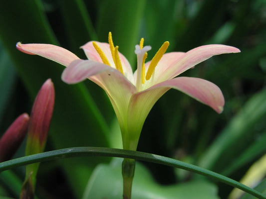 Rain Lily Zephyranthes Batik Mixed Sizes New Habranthus - Flower Seeds