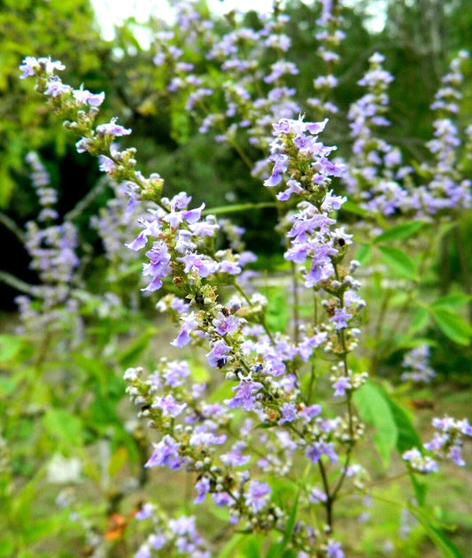 Chinese Chaste Tree Vitex Negundo – Perennial Flower Seeds