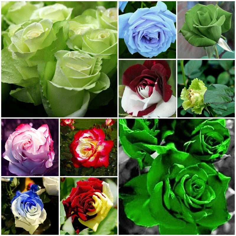 Mixed Rose – Perennial Garden Flower Seeds