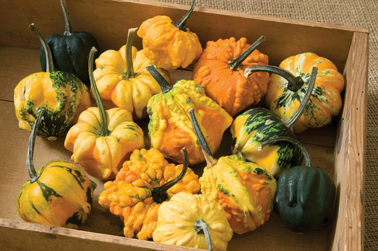 Daisy Gourd Seeds for Planting Great Gourds for Decoration Seeds
