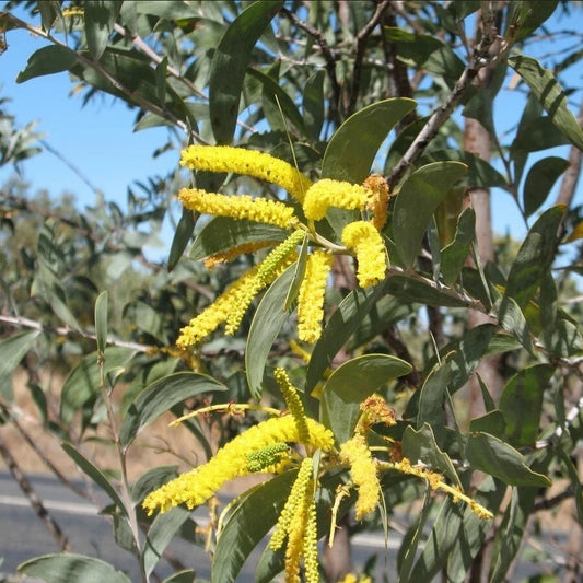 Acacia Holosericea – Silver Wattle Shrub Seeds