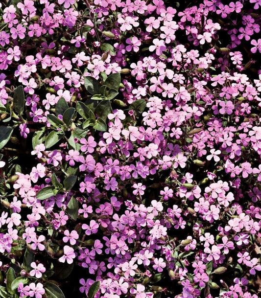 Soapwort – Hardy Garden Flower Seeds