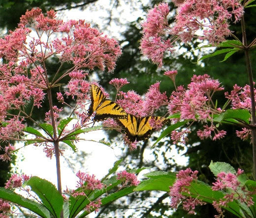 Joe Pye Weed Spotted Eupatorium – Hardy Wildflower Seeds