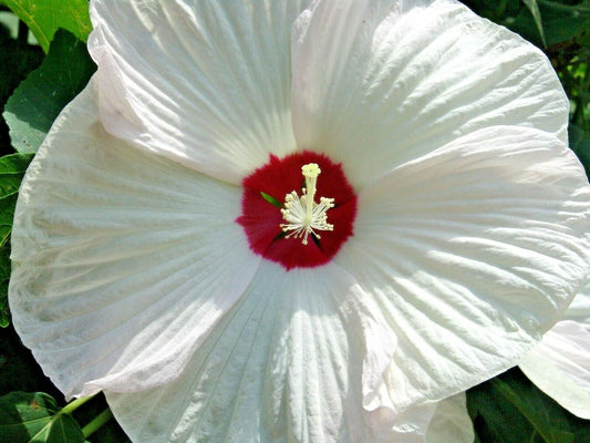 Luna White Hibiscus Hibiscus Moscheutos – Hardy Perennial Flower Seeds