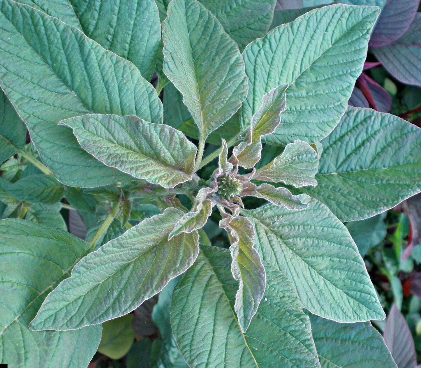 Red Root Pigweed Amaranthus Retroflexus – Edible Herb Seeds
