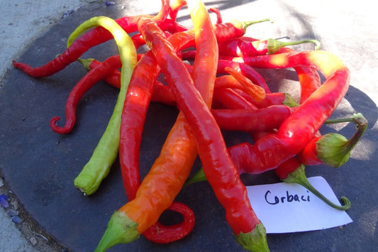 Corbaci Pepper – Long Heirloom Vegetable Garden Seeds