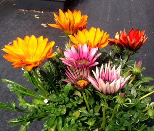 Gazania Mix Gazania Splenden – Colorful Garden Flower Seeds