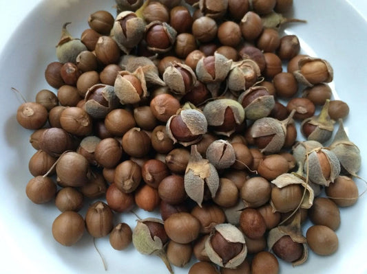 Styrax Officinalis Californica – Ornamental Tree Flower Seeds