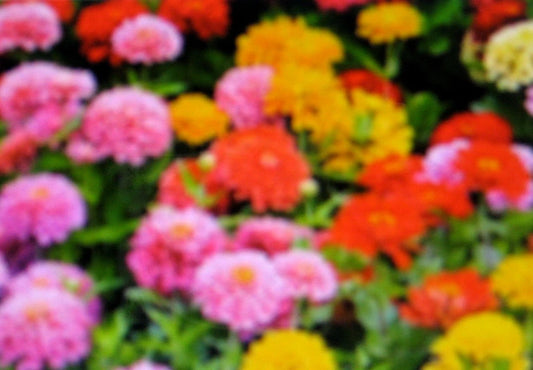 Zinnia Lilliput Mix – Compact Colorful Flower Seeds