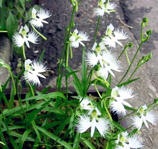 White Egret Orchid Habenaria Radiata – Flowering Garden Seeds