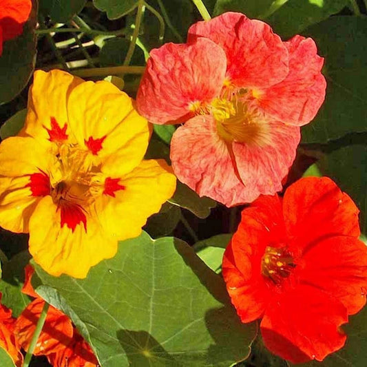 Mixed Nasturtium Tropaeolum – Colorful Garden Flower Seeds