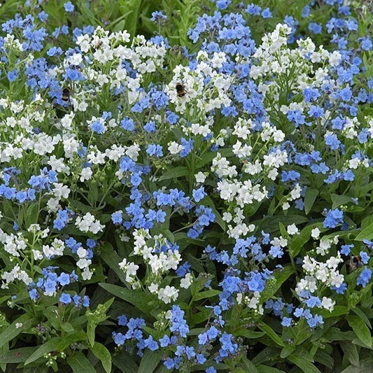 Cynoglossum Amabile Seeds Chinese Forget Me Nots Blue Showers Hounds Tongue Category eg, Flower Seeds